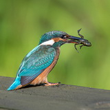 Kingfishers